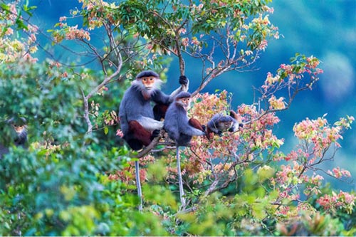 Gia[-]sản[-]Sơn[-]Trà